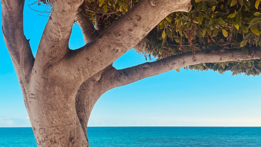 wp header logo 114