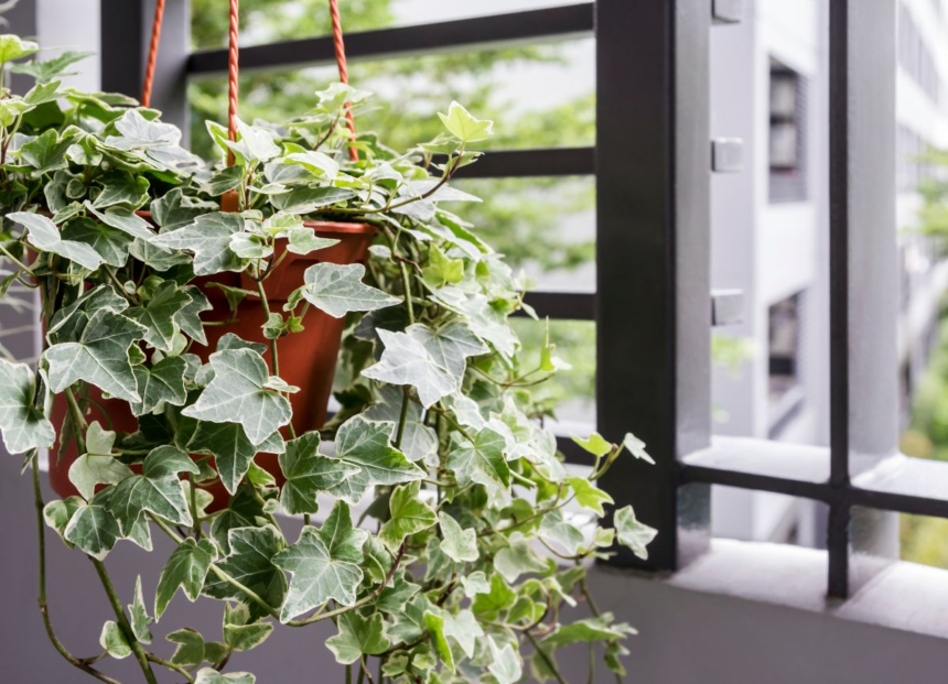 Planta care poate „curăța” aerul poluat în doar 12 ore. Un aliat minunat pentru persoanele cu alergii și astm 1 wp header logo 1710