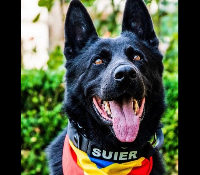 A murit câinele-polițist Șuier. Primul lup cehoslovac din România era trimis la festivaluri pentru detectarea substanțelor interzise 1 wp header logo 213