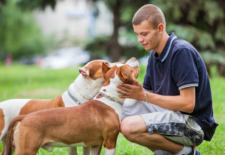 (P) Mâncarea pentru câini în 2026: ce aleg stăpânii responsabili 1 wp header logo 2411