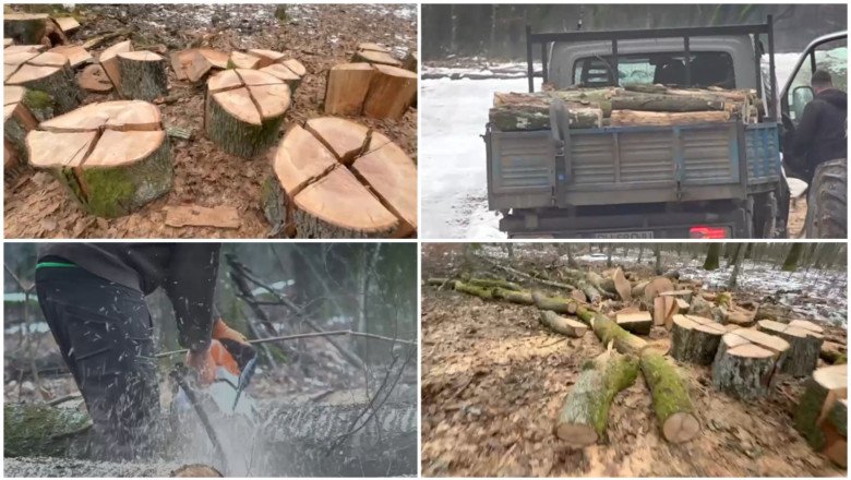 Noi dezvăluiri în cazul pădurii de la Băile Felix: firma care face defrișările e una de apartament, cu doi angajați. Ce spune patronul 1 wp header logo 2470