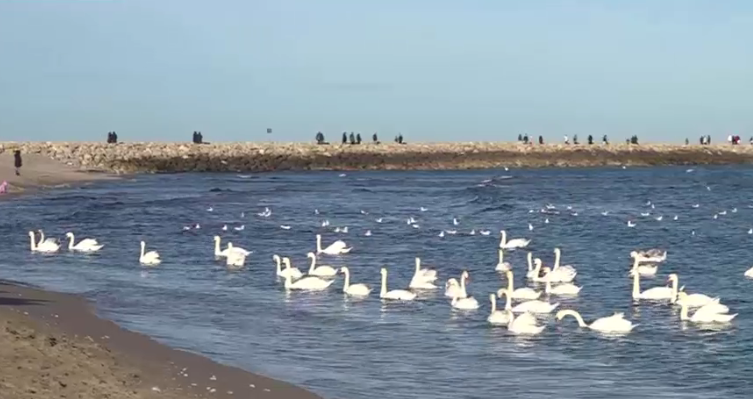 Spectacolul lebedelor de la Eforie Sud. De ani buni, păsările aleg să nu mai migreze 1 wp header logo 255