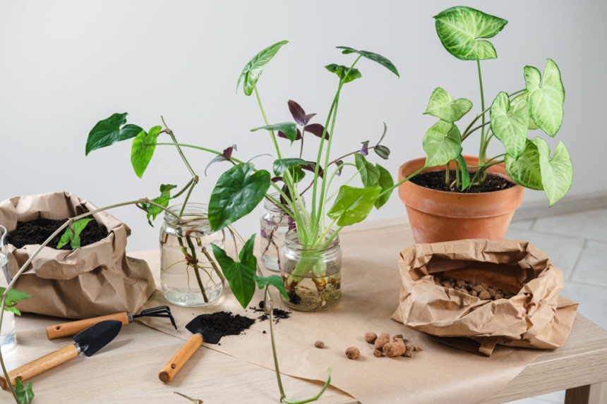 Plantele tale mor încet fără să știi! Cum să le salvezi chiar dacă le-ai uitat să le uzi 1 wp header logo 2742