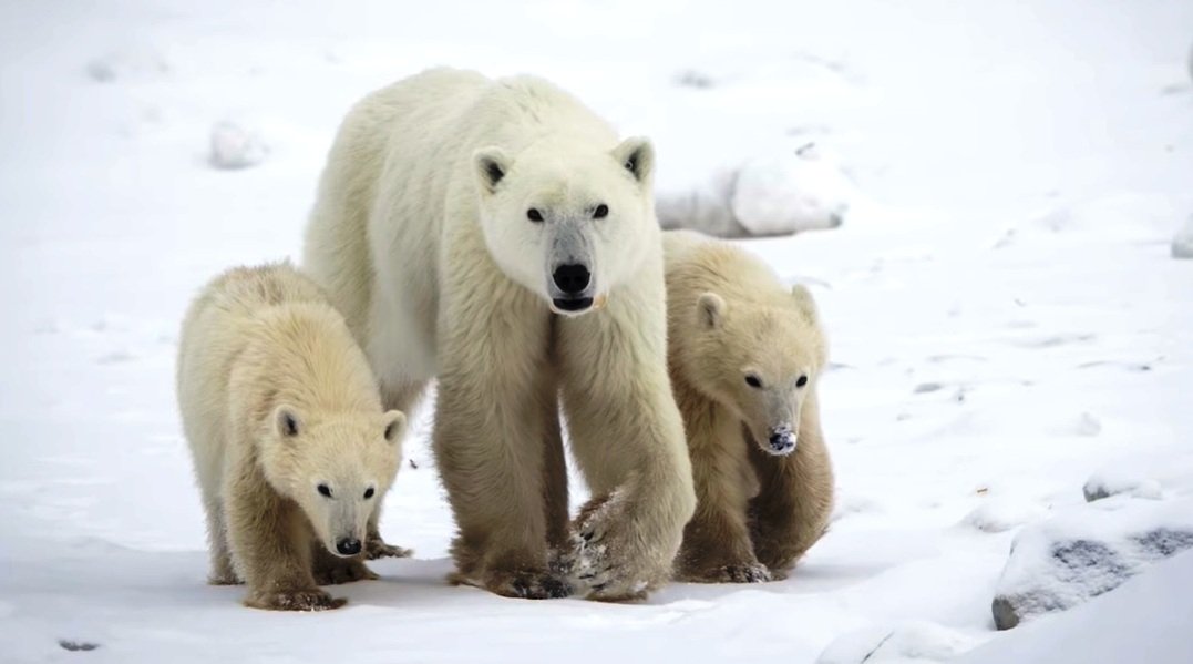 Un fenomen rar în Arctica îi uimește pe cercetători: O ursoaică polară a adoptat un pui 1 wp header logo 462