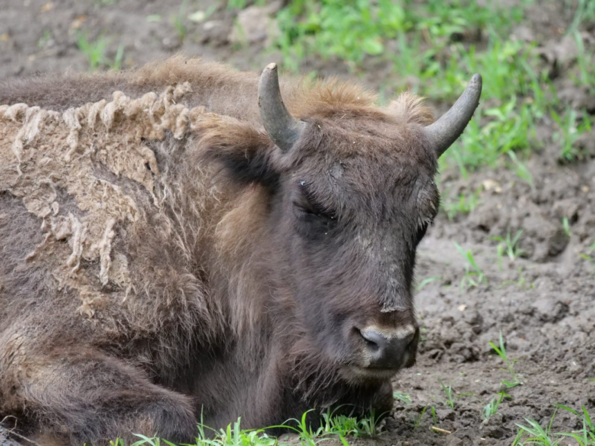 Descoperire macabră: Zeci ce cadavre de bizoni, căprioare şi cerbi au fost găsite la o fermă din Cluj 1 wp header logo 1346