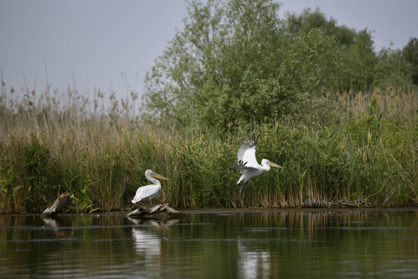 Irineu Darău anunță actualizarea Masterplanului pentru investițiile în turism. „Realitatea din teren s-a schimbat” 1 wp header logo 1367
