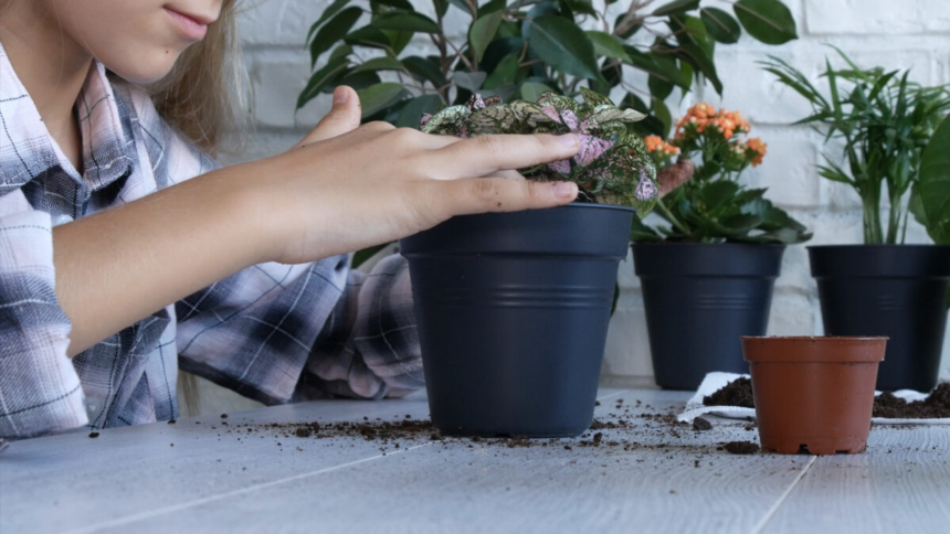 De ce pun oamenii o monedă de cupru în ghiveciul florilor. Metoda simplă care protejează plantele 1 wp header logo 137