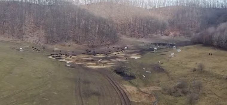 Anunțul Prefecturii Cluj despre sutele de bizoni și cerbi morți de la exploatația Recea-Cristur: sunt și animale vii, neîngrijite 1 wp header logo 1610