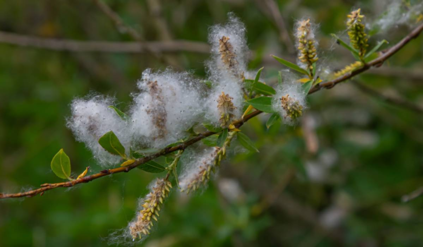 Frisoanele: infuzia din coajă de salcie pentru calmarea tremuratului și relaxarea corpului 1 wp header logo 1889