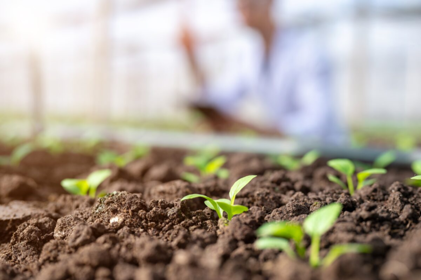 Ce plantezi în martie în grădină sau în solar ca să ai o recoltă bogată la vară 1 wp header logo 2162