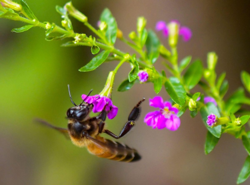 Ce este mierea mov și cum își obține culoarea unică 1 wp header logo 291