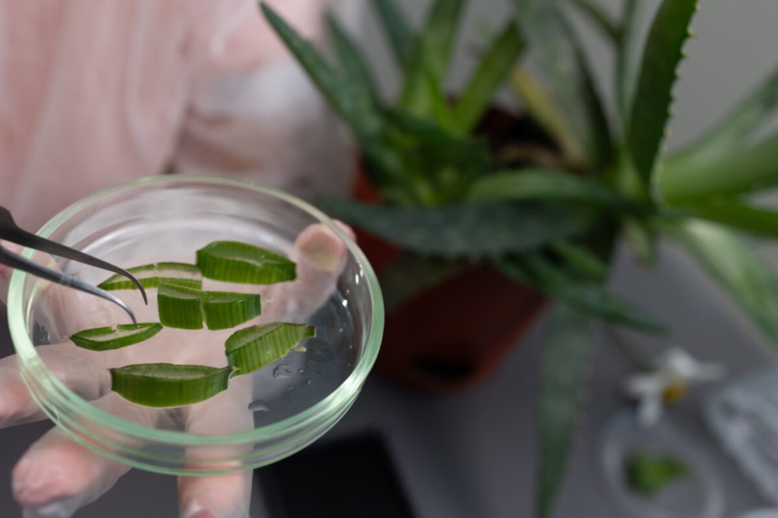 Un compus din frunzele de Aloe vera ar putea fi o pistă pentru tratamentul Alzheimer 1 wp header logo 123