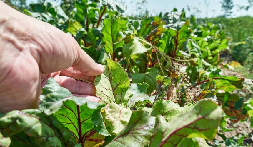 Leguma verde care relaxează vasele de sânge și scade tensiunea, mai ales dacă mănânci sărat 1 wp header logo 140