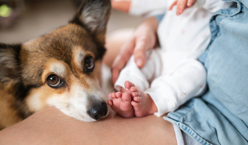 De ce e important ca bebelușii să crească cu un câine în casă. Cum le întărește imunitatea, de fapt 1 wp header logo 1698