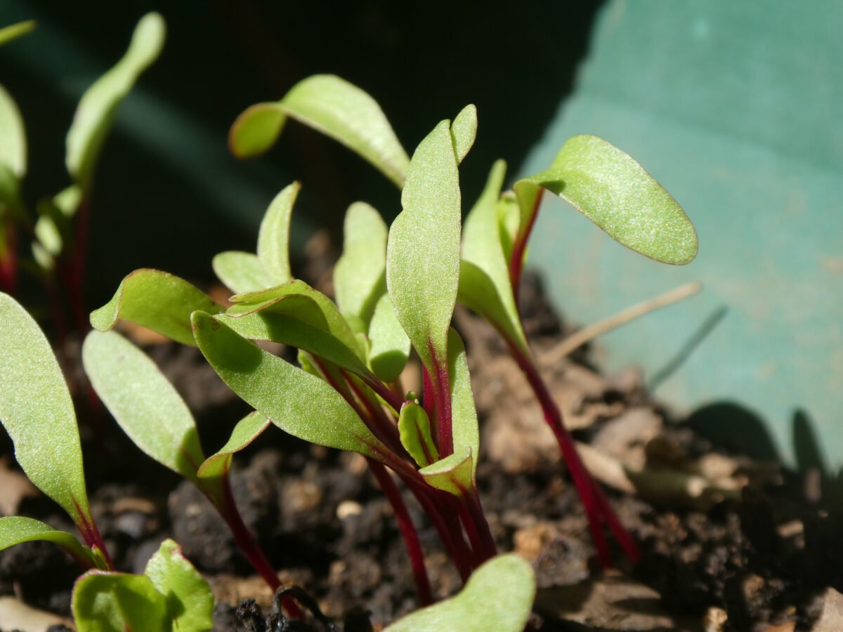 Leguma pe care o poți cultiva cu ușurință în ghiveci, chiar pe balcon! E rezistentă și foarte productivă 1 wp header logo 2264