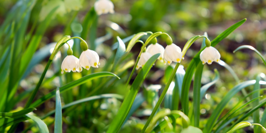 Cum va fi vremea de Florii? Meteorologii au actualizat prognoza meteo pentru începutul lunii aprilie 1 wp header logo 2338
