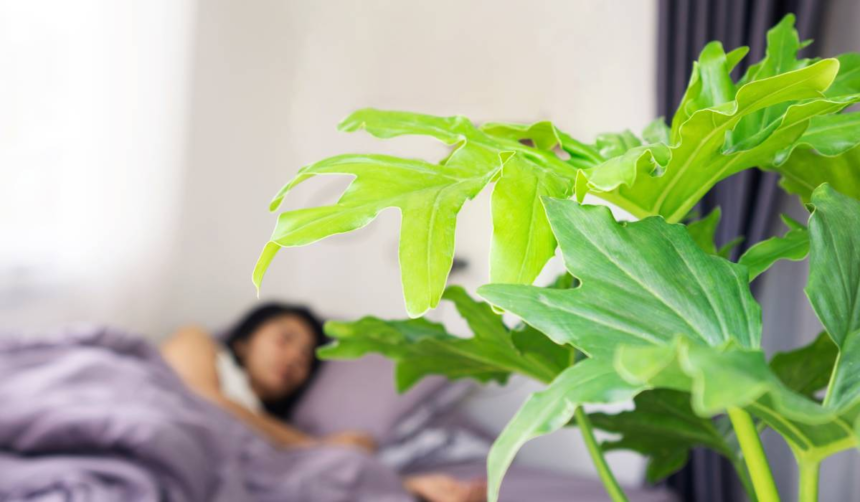 Plante de interior care eliberează oxigen și pe timpul nopții. Ar putea îmbunătăți somnul 1 wp header logo 631