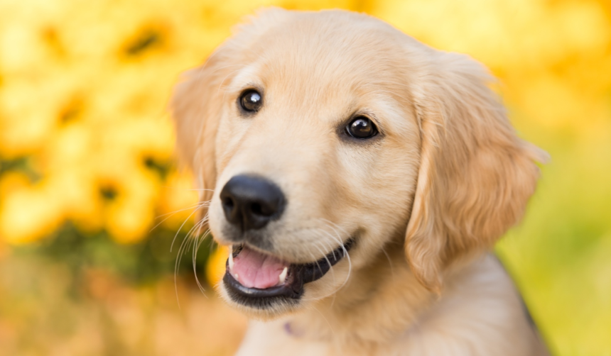 De ce își înclină câinii capul când le vorbești? Explicația unui veterinar 1 wp header logo 92