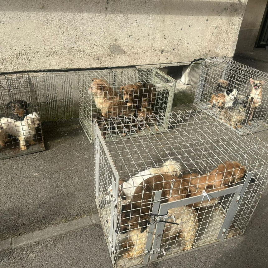 Nu mai puțin de 25 de câini, ținuți într-un apartament de bloc din București, în condiții greu de imaginat, au fost salvați de ASPA 1 wp header logo 1199