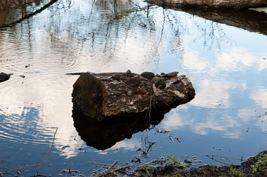 Primii oameni foloseau lemne aduse de apă pentru a aprinde focuri, în urmă cu 780.000 de ani 1 wp header logo 1223