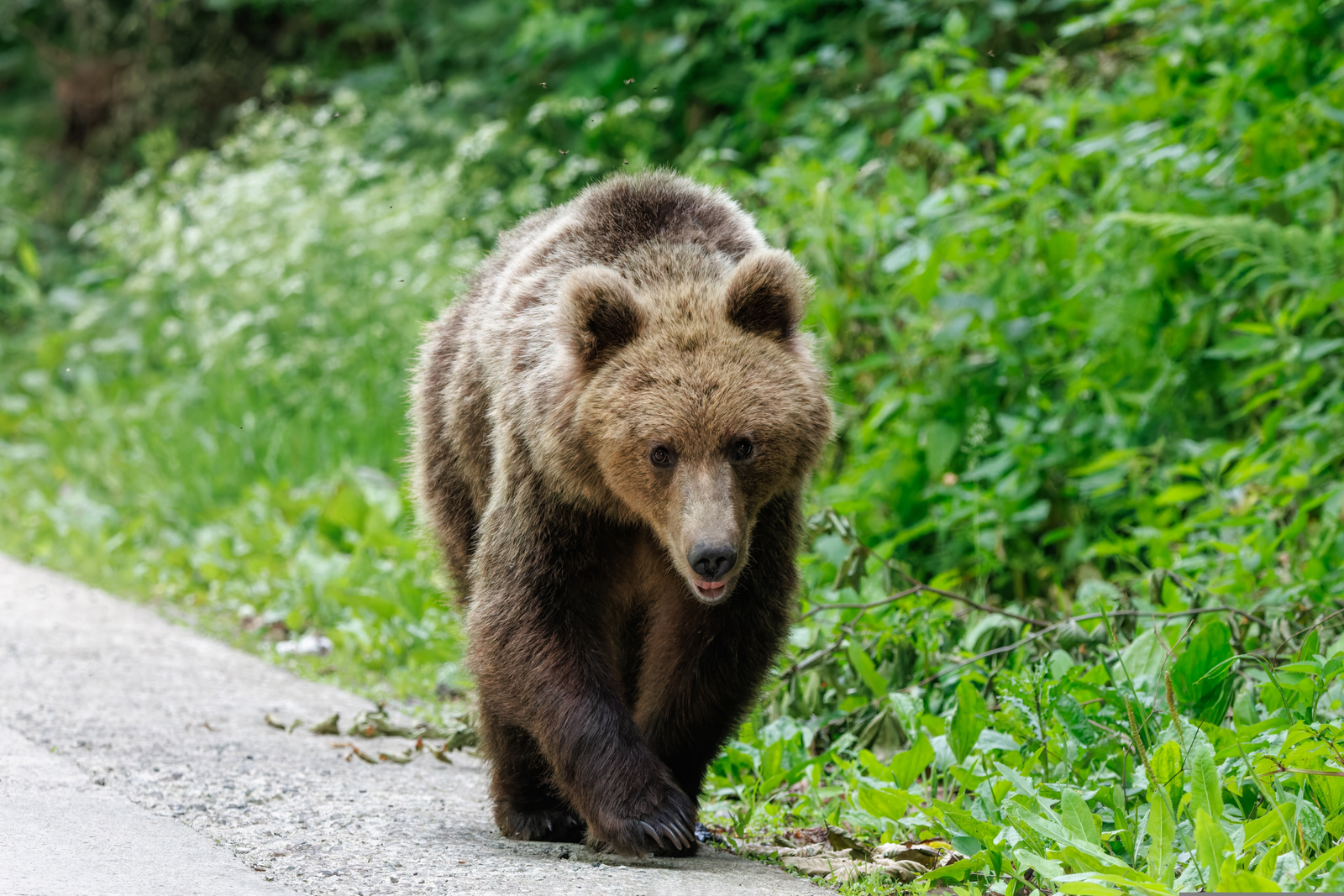 Urs împușcat ilegal în Brașov cu o armă cu termoviziune. Doi bărbați au fost reținuți 1 wp header logo 1461