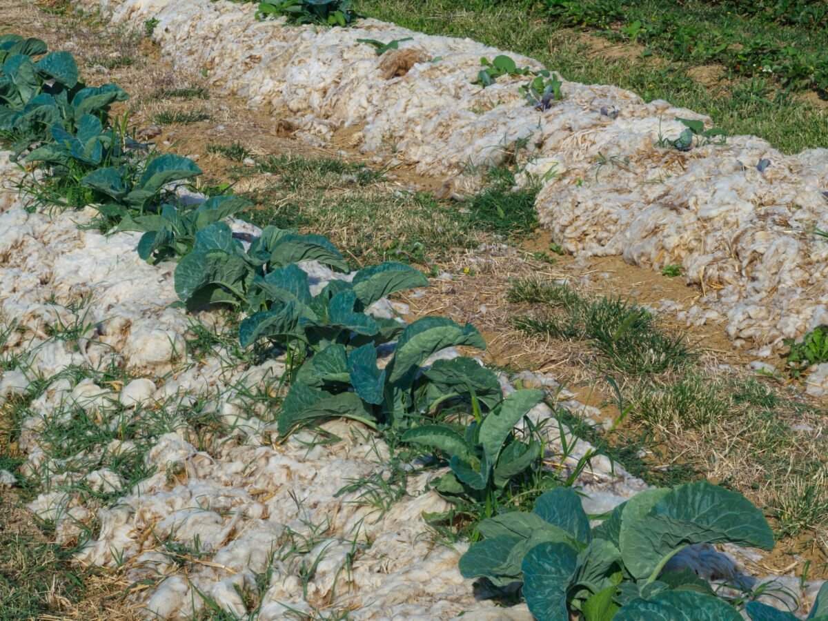 Lâna de oaie în grădină. Cum o folosești ca mulci și îngrășământ natural pentru plante sănătoase 1 wp header logo 1841