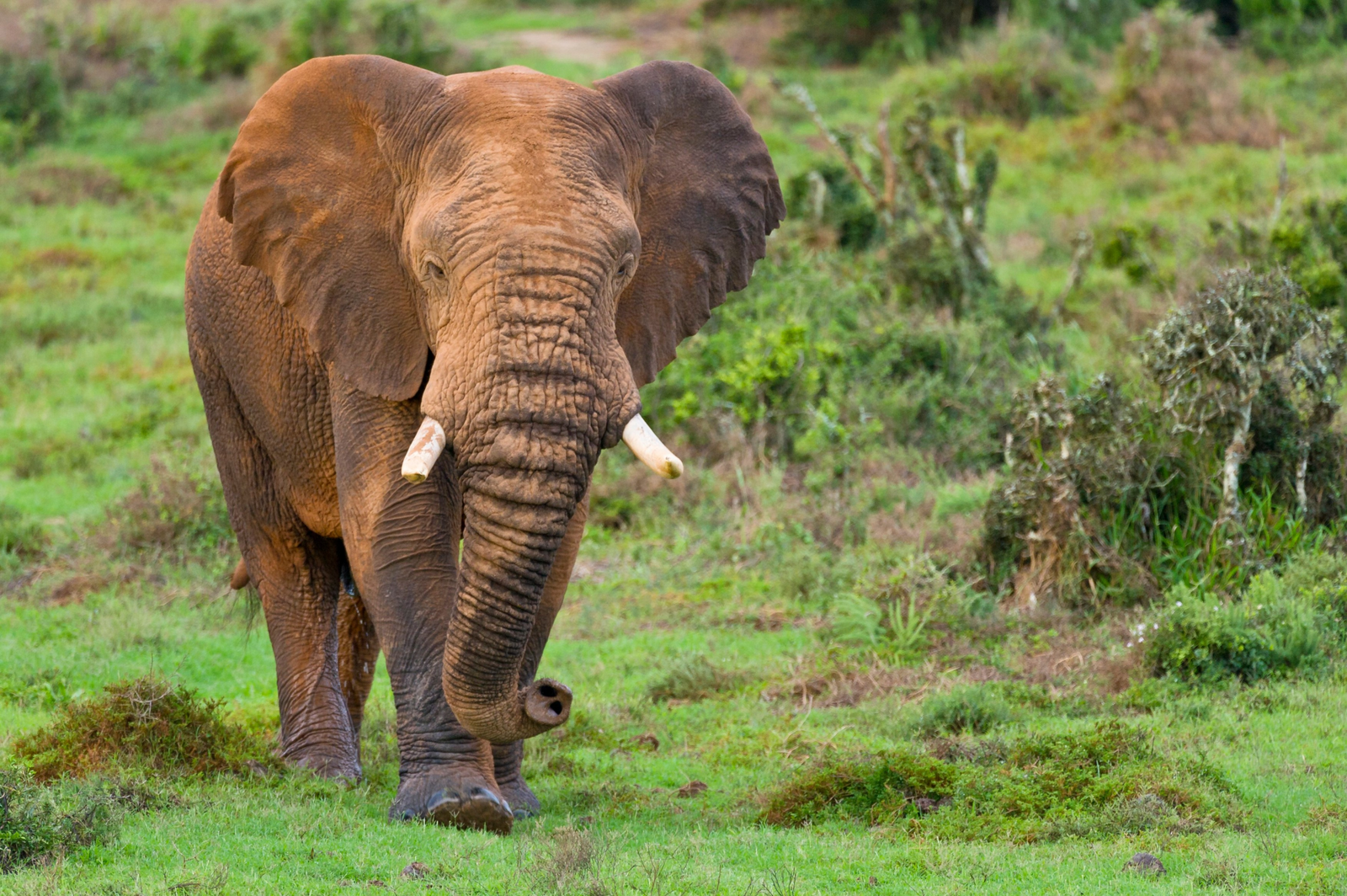Un milionar american plecat la vânătoare de antilope în Africa Centrală a fost ucis de elefanți 1 wp header logo 2025