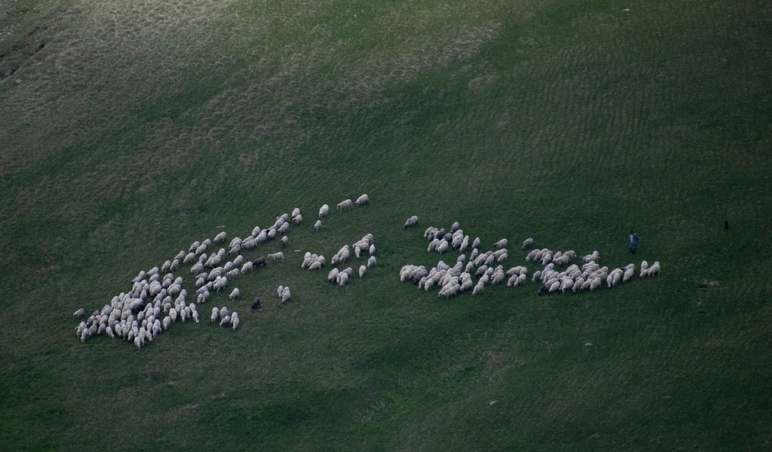 Ministrul Mediului acuză un fake news: În zonele prioritare pentru biodiversitate nu vor fi oprite pășunatul sau cositul 1 wp header logo 2064