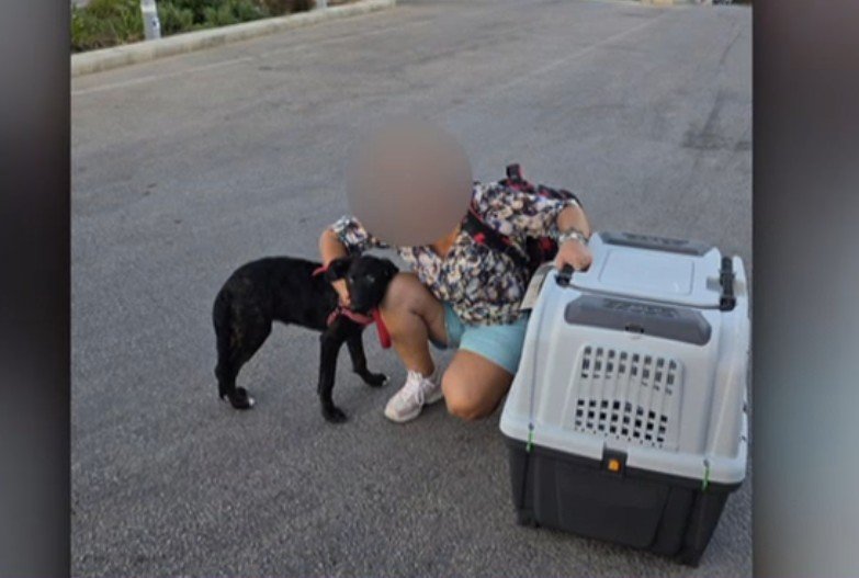 Ce s-a întâmplat cu Caelya, cățelușa bătută cu bestialitate pe o stradă din București. Agresorul a fost condamnat la închisoare 1 wp header logo 256