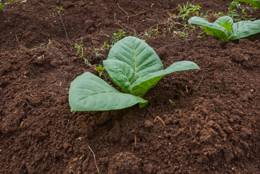 Un grup de cercetători a creat o plantă de tutun cu cinci substanțe psihedelice care se găsesc în natură. Care este scopul proiectului 1 wp header logo 301