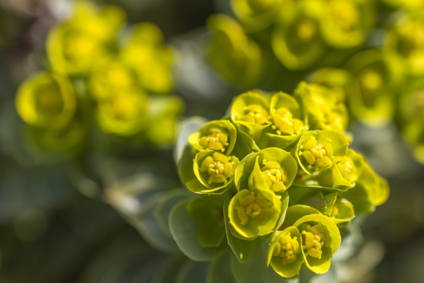 Euphorbia, planta spectaculoasă care îți transformă grădina. Cum o îngrijești și ce trebuie să știi despre „coronița lui Hristos” 1 wp header logo 345