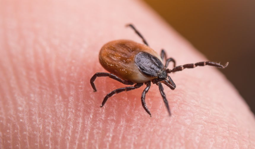 Noua armă împotriva căpușelor! Ce au descoperit oamenii de știință francezi 1 wp header logo 354