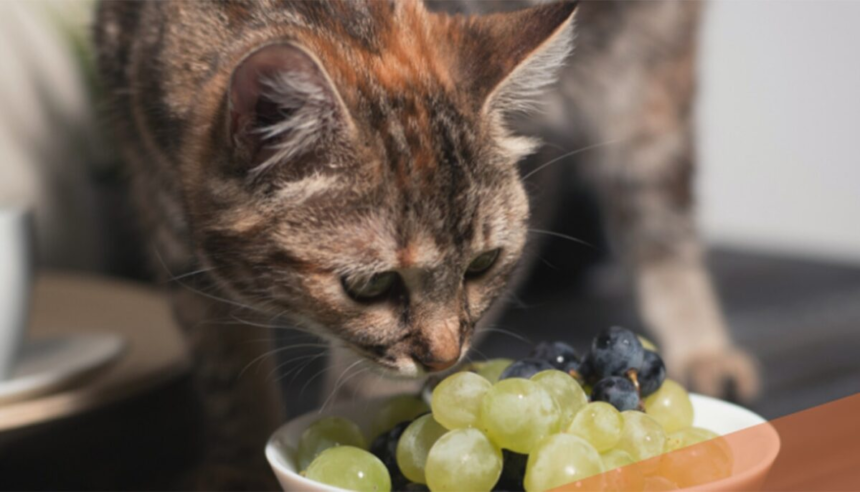 Cele 14 alimente care îți pot omorî pisica în 24 de ore. Nu le hrăniți cu așa ceva! 1 wp header logo 477