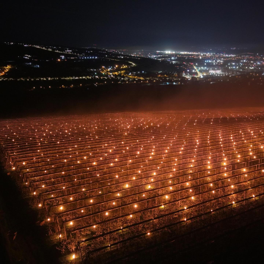 Cât de mari sunt costurile de salvare de la îngheţ a pomilor fructiferi: „Am dat foc la 40.000 de euro”. De ce cireşele sunt așa scumpe 1 wp header logo 782