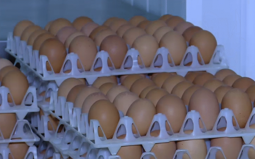 Alertă sanitară în prag de sărbători: 1,5 milioane de ouă, care ar fi contaminate cu Salmonella, retrase de la vânzare 1 wp header logo 839