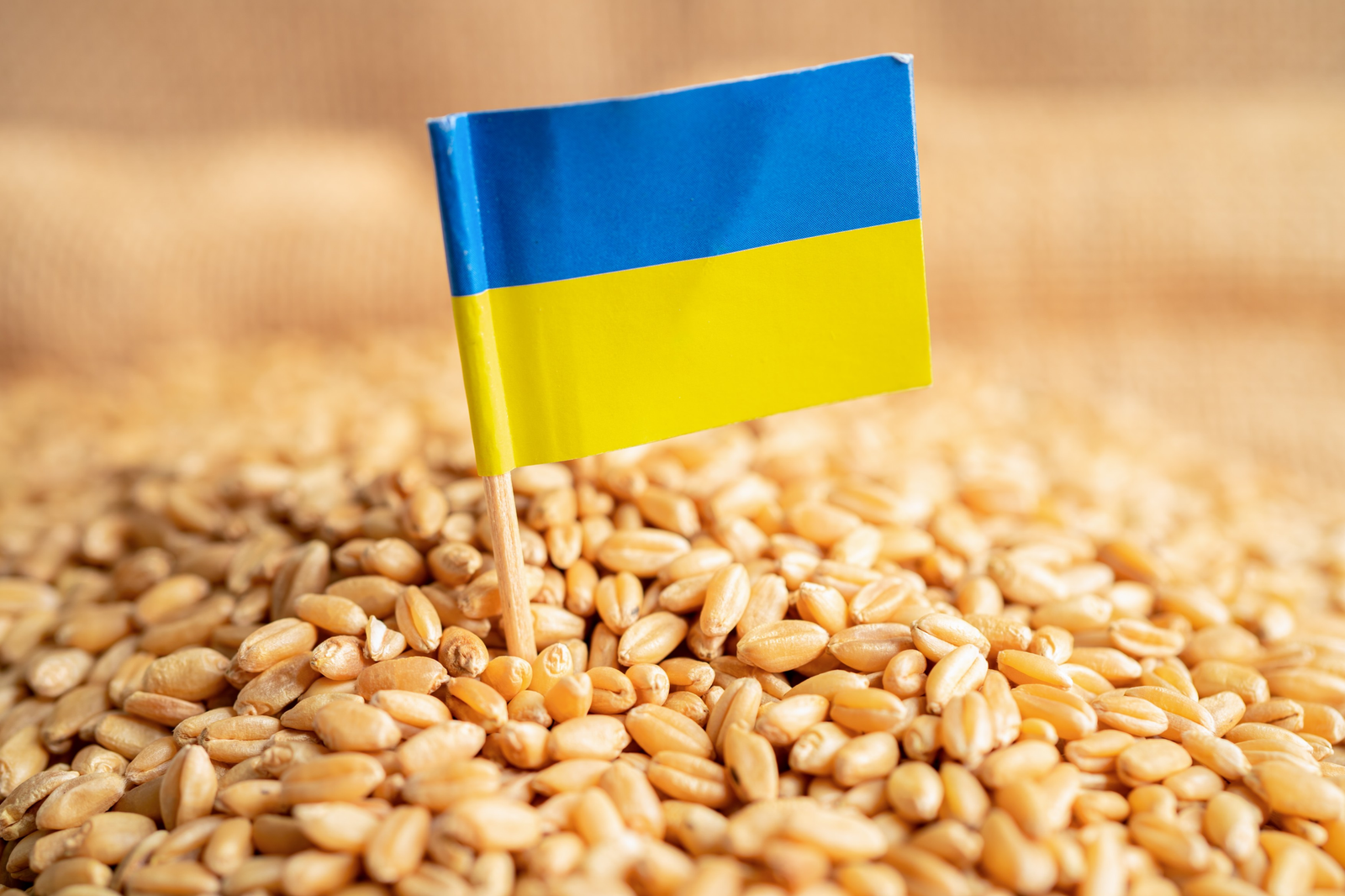 Israelul a refuzat să primească cerealele transportate de Rusia din teritoriile ocupate, după protestul Kievului 1 wp header logo 10