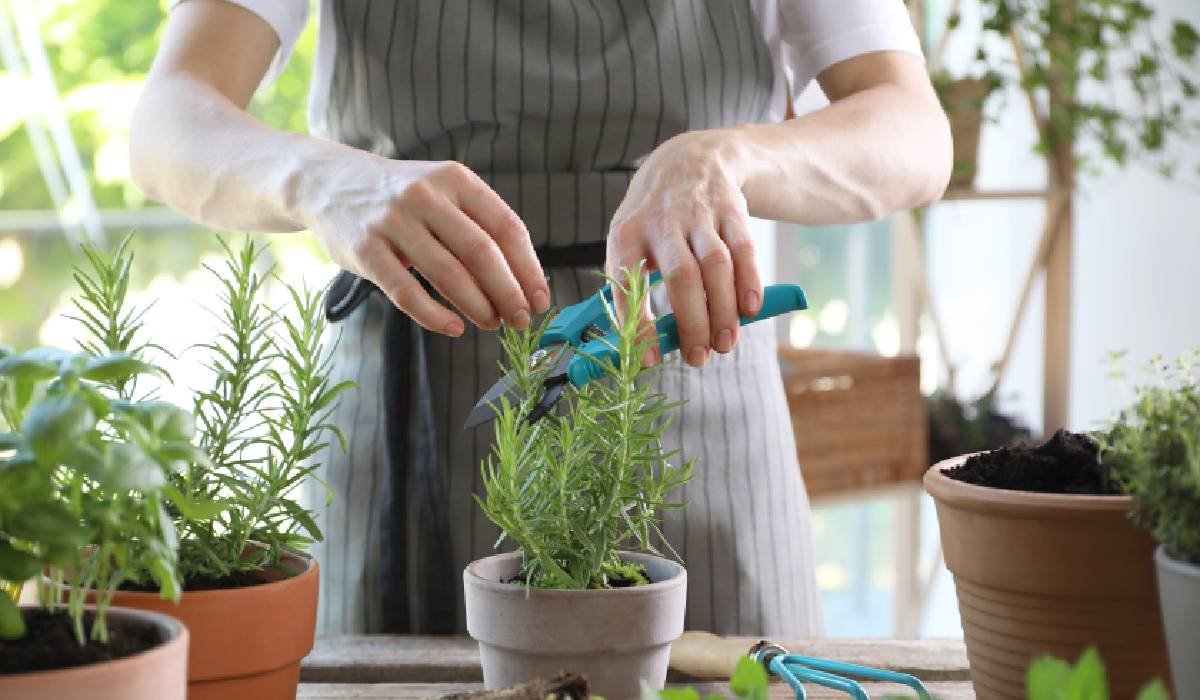 Ce plante aromatice merită cultivate în mai și cum pot ajuta digestia 1 wp header logo 137