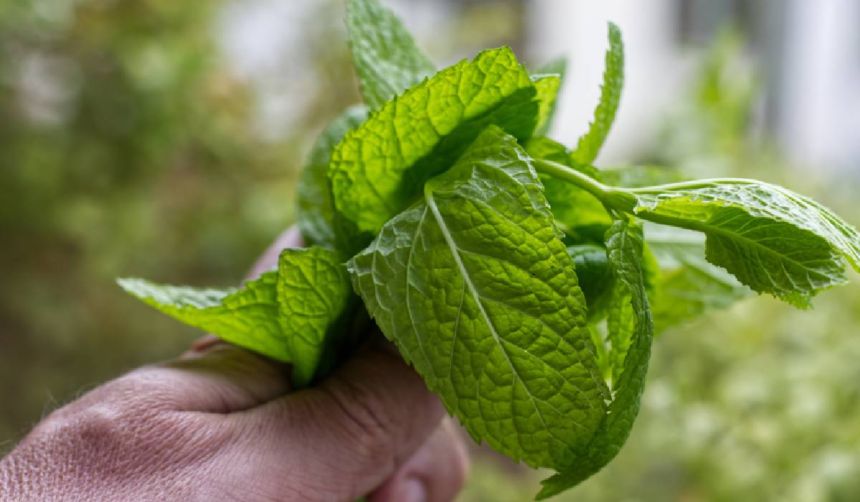Plante aromatice ușor de crescut acasă: busuioc, mentă, rozmarin și cum le folosești corect în bucătărie 1 wp header logo 1482