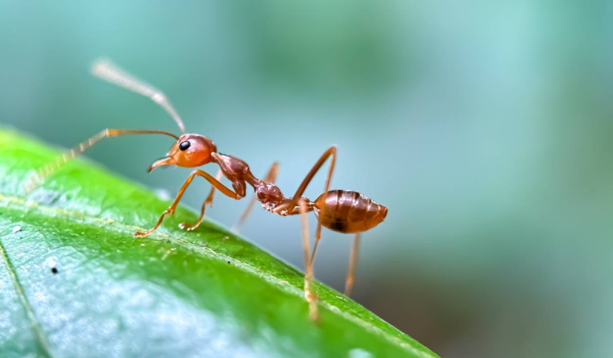 Trucuri naturale împotriva dăunătorilor din grădină: ce funcționează cu adevărat și ce e mit 1 wp header logo 1509