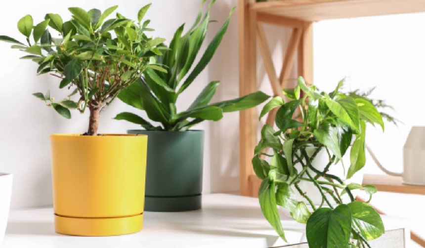 De ce mor plantele imediat după ce le aduci acasă 1 wp header logo 2058