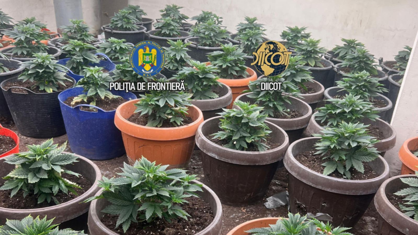 Cultură uriașă de canabis la ghiveci, descoperită lângă Capitală. Semințele erau aduse din Olanda prin poștă 1 wp header logo 2148