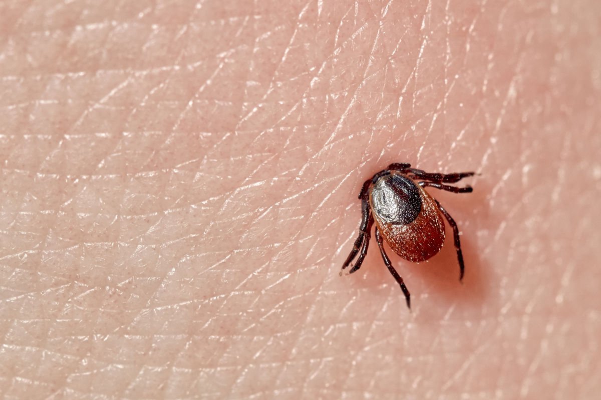 Un efect rar, dar grav al mușcăturii de căpușă. Sindromul care îi preocupă pe medici 1 wp header logo 1216