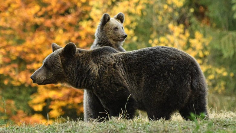 Urși în mai multe județe: mai multe mesaje RO-Alert în Harghita și intervenții ale autorităților în Alba 1 wp header logo 160