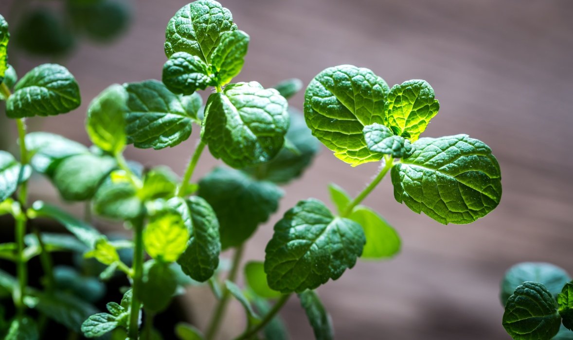 Cum se usucă corect menta pentru a-și păstra aroma și proprietățile 1 wp header logo 548