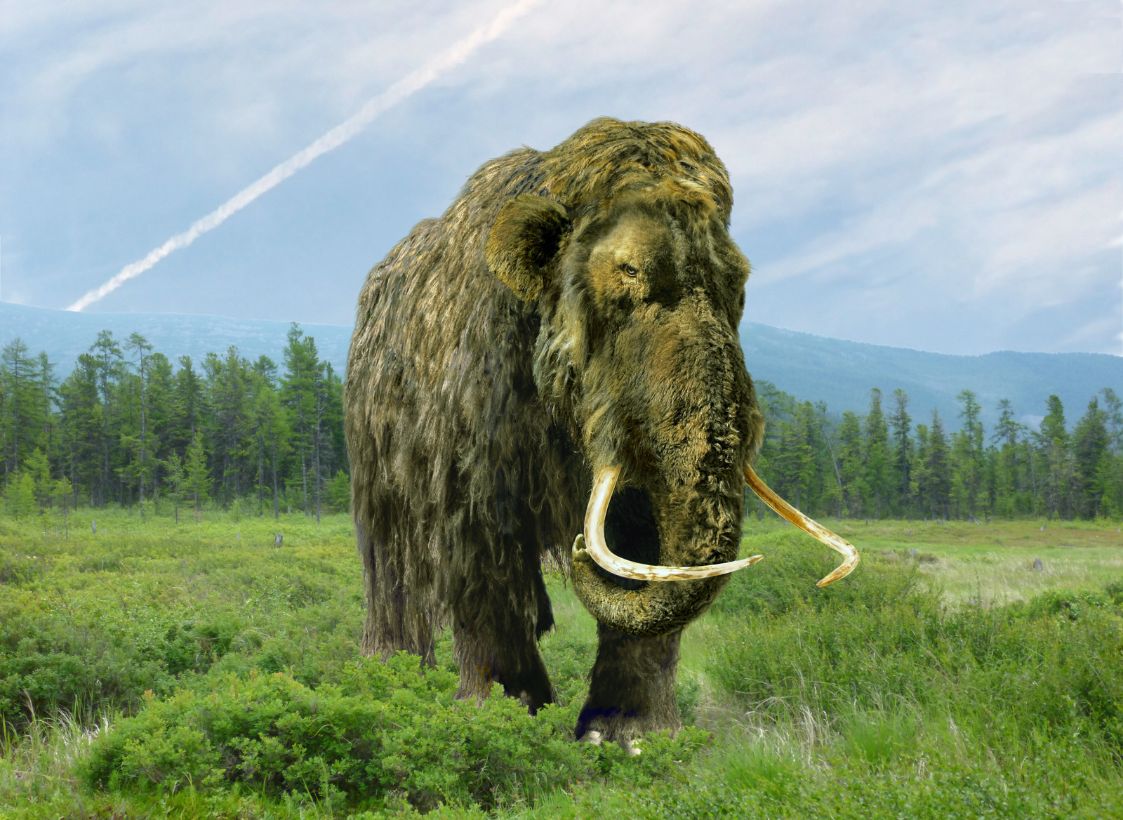 Un „mamut” păstrat timp de 70 de ani într-un muzeu s-a dovedit a fi cu totul altceva. Ce animal era, de fapt 1 wp header logo 6