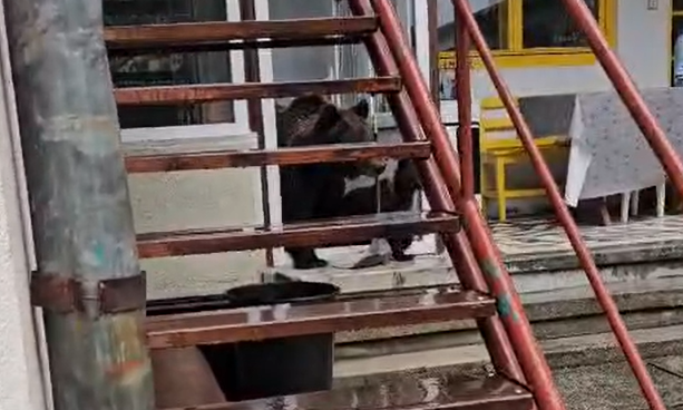 O ursoaică cu pui a intrat într-o casă din Bușteni: proprietarii au filmat-o și au încercat s-o alunge 1 wp header logo 961