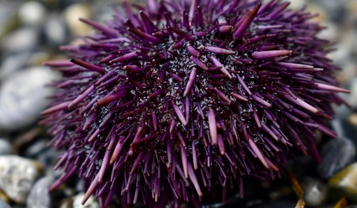 Avertisment pentru turiștii care merg în Grecia, Italia sau Spania: viețuitoare marine și bacterii din Marea Mediterană ce pot transforma vacanța într-o urgență medicală 1 wp header logo 1146