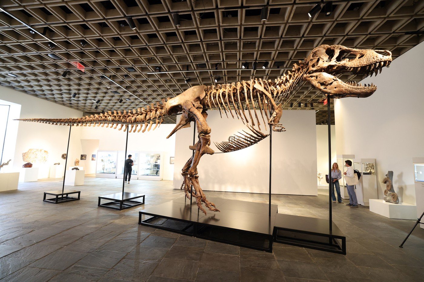 Cel mai scump dinozaur: Scheletul unui T-Rex a fost vândut cu 50 de milioane de dolari la New York, un preţ-record 1 wp header logo 1163