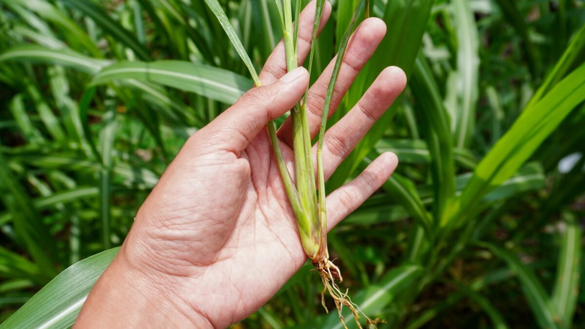 Lemongrass (citronela): ce este, cum îl folosim și ce beneficii poate avea planta exotică cu aromă de lămâie 1 wp header logo 1285