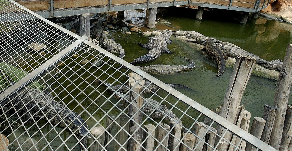 Închisorile din Israel vor folosi crocodili pentru a descuraja deținuții să evadeze 1 wp header logo 1476